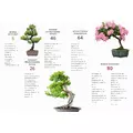Bonsai - kurs podstawowy