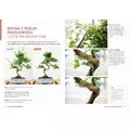 Bonsai - kurs podstawowy