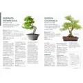 Bonsai - kurs podstawowy