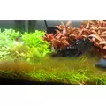 Brown algae killer [10x kapsu�ka] - zwalcza br�zowe glony (brunatnice)