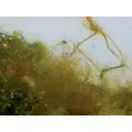 Brown algae killer [20x kapsu�ka] - zwalcza br�zowe glony (brunatnice)