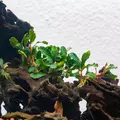 Bucephalandra Artemis - PLANTACJA (koszyk)