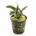 Bucephalandra Artemis - PLANTACJA (koszyk)