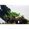 Bucephalandra Artemis - PLANTACJA (koszyk)