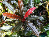 Bucephalandra Biblis Red