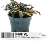 Bucephalandra Biblis Red