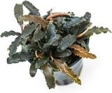 Bucephalandra Biblis Red
