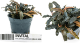 Bucephalandra Biblis Red