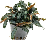 Bucephalandra Biblis Red