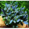 Bucephalandra blue green - SONGROW (koszyk) - RARYTAS!