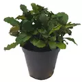 Bucephalandra blue green - SONGROW (koszyk) - RARYTAS!