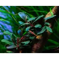 Bucephalandra blue green - SONGROW (koszyk) - RARYTAS!