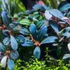 Bucephalandra blue green - SONGROW (koszyk) - RARYTAS!