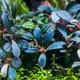 Bucephalandra blue green - SONGROW (koszyk) - RARYTAS!