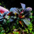 Bucephalandra brownie - PLANTACJA (koszyk)