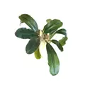 Bucephalandra brownie - PLANTACJA (koszyk)