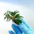 Bucephalandra brownie - PLANTACJA (koszyk)