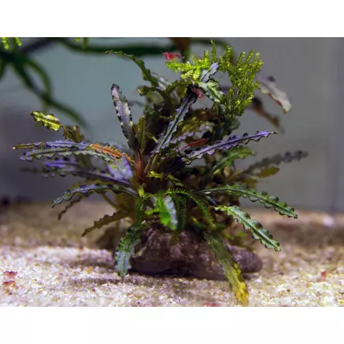Bucephalandra Catarina
