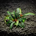 Bucephalandra catherina (koszyk)