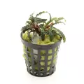 Bucephalandra catherina (koszyk)