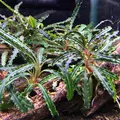 Bucephalandra catherina (koszyk)