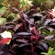 Bucephalandra Diabolica kedagang - TROPICA (klips)