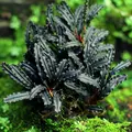 Bucephalandra Godzilla - RATAJ (koszyk)