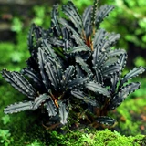 Bucephalandra Godzilla - RATAJ (koszyk)