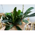 Bucephalandra Godzilla - RATAJ (koszyk)