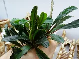 Bucephalandra Godzilla - RATAJ (koszyk)