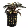 Bucephalandra Godzilla - RATAJ (koszyk)