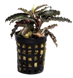 Bucephalandra Godzilla - RATAJ (koszyk)