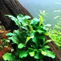 Bucephalandra green wavy - RA koszyk