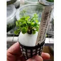 Bucephalandra green wavy - RA koszyk