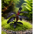 Bucephalandra Kedagang 52 - PLANTACJA (koszyk)