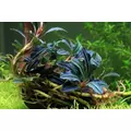 Bucephalandra Kedagang 52 - PLANTACJA (koszyk)