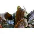 Bucephalandra Kedagang 52 - PLANTACJA (koszyk)