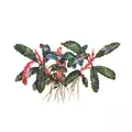 Bucephalandra Kedagang 52 - PLANTACJA (koszyk)