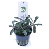 Bucephalandra Kedagang - TROPICA (koszyk)