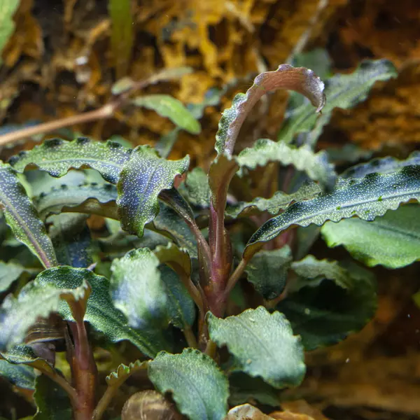 Bucephalandra Kedagang - TROPICA (koszyk)