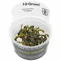 Bucephalandra Kedagang - TROPICA in-vitro 12GROW