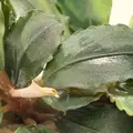 Bucephalandra maya - SONGROW (in-vitro)
