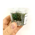 Bucephalandra maya - SONGROW (in-vitro)