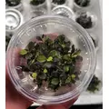 Bucephalandra maya - SONGROW (in-vitro)