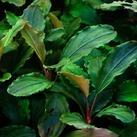 Bucephalandra maya - SONGROW (in-vitro)