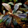 Bucephalandra mini red - SONGROW (koszyk) - RARYTAS!