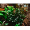 Bucephalandra mini red - SONGROW (koszyk) - RARYTAS!