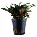 Bucephalandra mini red - SONGROW (koszyk) - RARYTAS!