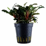 Bucephalandra mini red - SONGROW (koszyk) - RARYTAS!