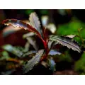 Bucephalandra mini red - SONGROW (koszyk) - RARYTAS!